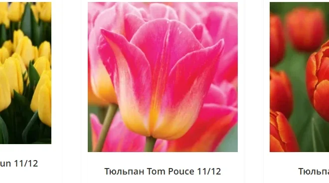Королевские тюльпаны от Matla Flowers: подборка самых эффектных сортов
